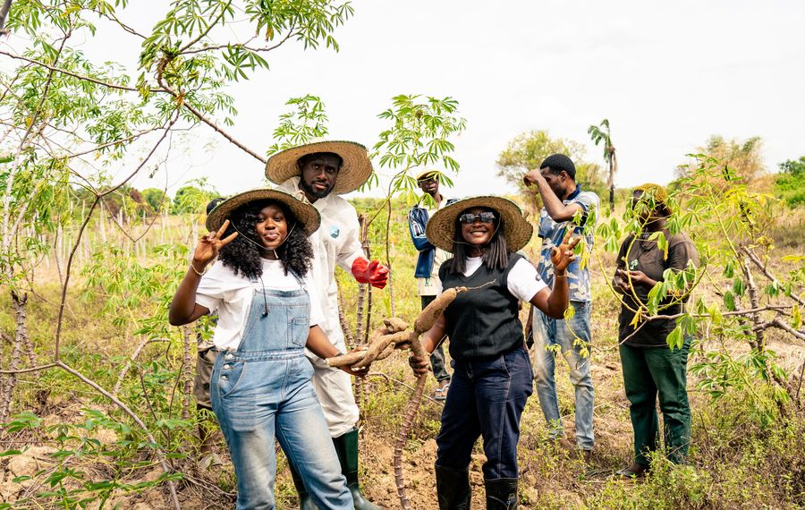 Cassava harvest, Anambra, Nigeria.